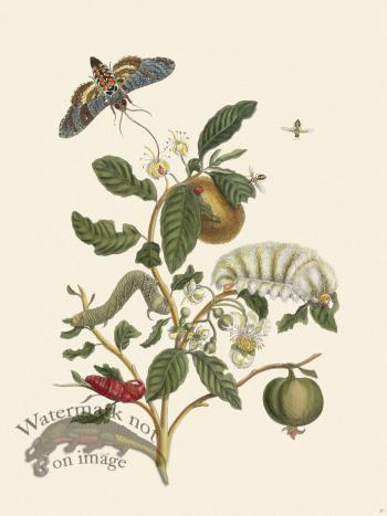 Merian Metamorphosis 57